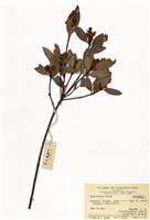 藏品(石斑木)的圖片